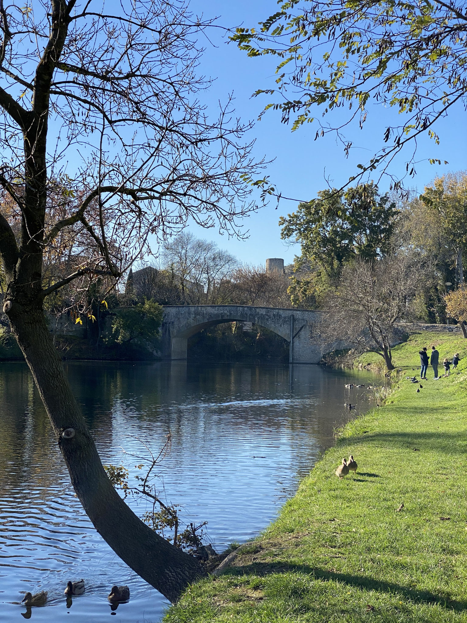 Les berges du Rhône, sous les platanes