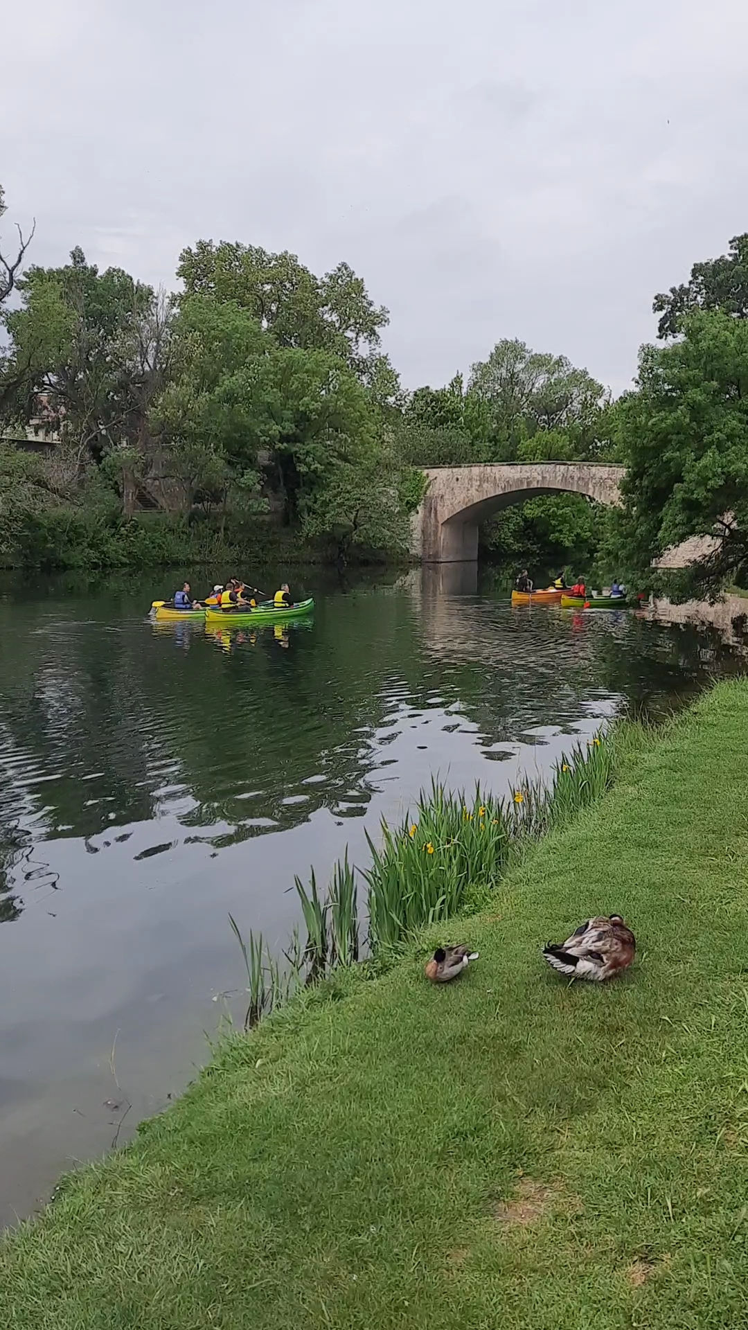 Canoës sur la lône du Rhône à l’approche d’un pont de pierre, berge herbeuse et canards au premier plan