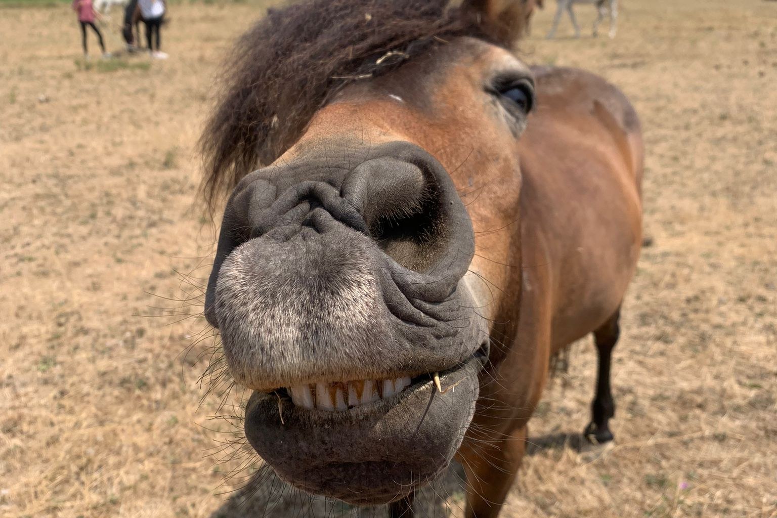 Poney brun photographié de très près dans un pré sec, qui montre les dents